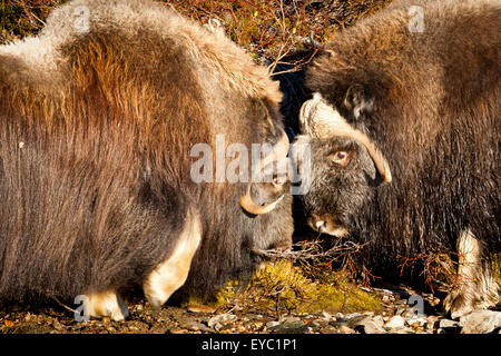 Deux taureaux, Bœufs musqués Ovibos moschatus, dans le parc national de Dovrefjell, Dovre, la Norvège. Banque D'Images