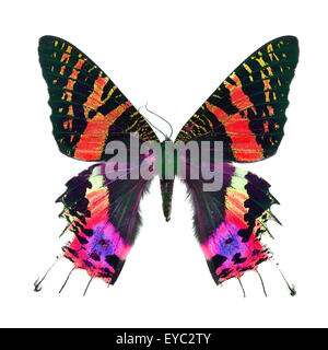 Beau papillon multicolore, Coucher de Moth, Urania ripheus (Madagascar) dans le profil de couleur, isolé sur fond blanc Banque D'Images