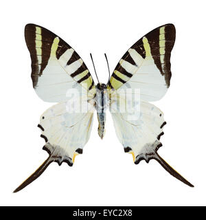 Papillon jaune, cinq porte-épée Bar butterfly (Graphium antiplates), isolé sur fond blanc Banque D'Images