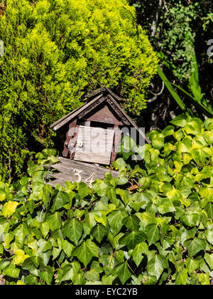 Ancienne boîte en bois rustique entouré par plus de végétation cultivée dans une maison à Santa Barbara County, en Californie. Banque D'Images