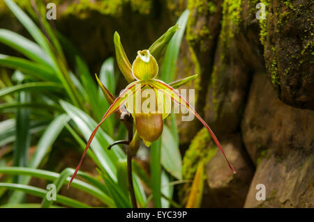 Peurcei Phragmipedium, Lady's Slipper Orchid, La Paz Water Gardens, Costa Rica Banque D'Images