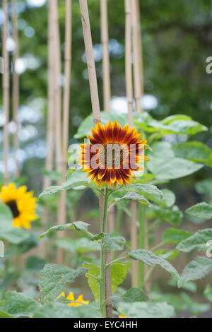 L'Helianthus annuus. Canne de bambou soutenant 'Tournesol' Becka peu Banque D'Images