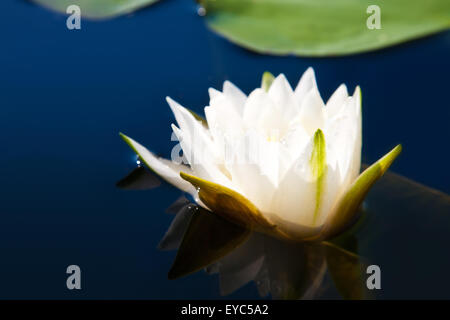 Lily s'épanouit dans un étang sur un fond de l'eau sombre Banque D'Images