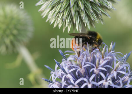 Pointe rouge bourdon pollinisateur, travailleur et de boire le nectar sur globe thistle avec longue trompe le transfert de pollen Banque D'Images