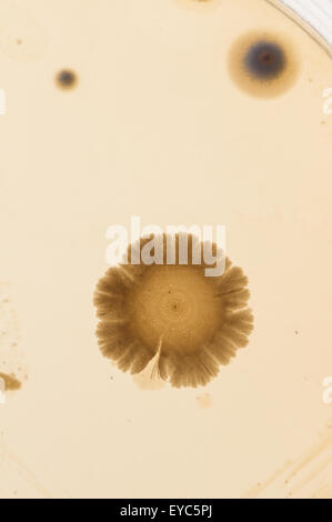 Sélection de bactéries champignons microbes cultures sur milieu gélosé en boîte de pétri avec l'indicateur montrant le changement du ph et de spores Banque D'Images