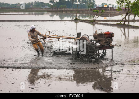 Farmer ploughing champ de riz. Banque D'Images