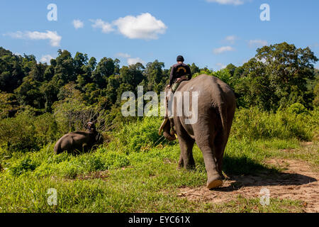 Les mahouts conduisent les éléphants, qui font partie de l'équipe de patrouille de la forêt d'éléphants, vers la forêt tropicale du parc national Bukit Barisan Selatan, en Indonésie. Banque D'Images
