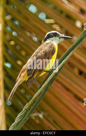 Myiozetetes similis, Social Flycatcher, Tortuguero, Costa Rica Banque D'Images