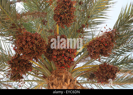 Détail d'un dattier (fphoenix dactylifera) plein de fruits mûrs dans un oasis au milieu du désert Banque D'Images