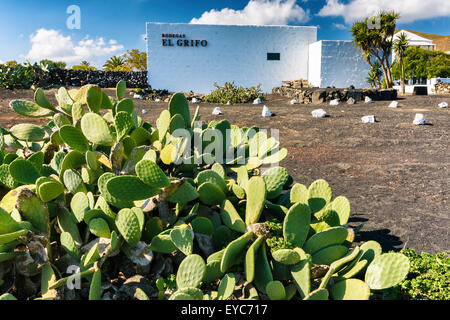 El Grifo Wine Cellar. San Bartolomé, Lanzarote, Canaries, Espagne, Europe. Banque D'Images