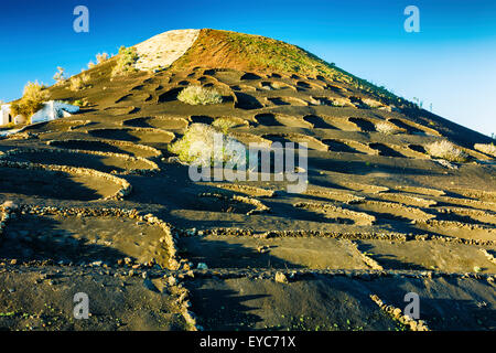 Vignes en lapilli volcaniques. La région de la Geria. Lanzarote, Canaries, Espagne, Europe. Banque D'Images