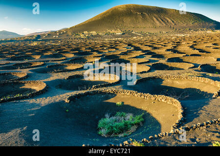 Vignes en lapilli volcaniques. La région de la Geria. Lanzarote, Canaries, Espagne, Europe. Banque D'Images