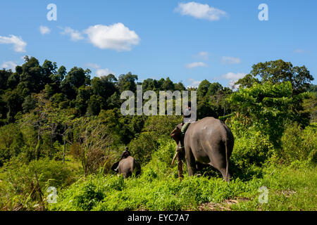 Les mahouts conduisent les éléphants, qui font partie de l'équipe de patrouille de la forêt d'éléphants, vers la forêt tropicale du parc national Bukit Barisan Selatan, en Indonésie. Banque D'Images