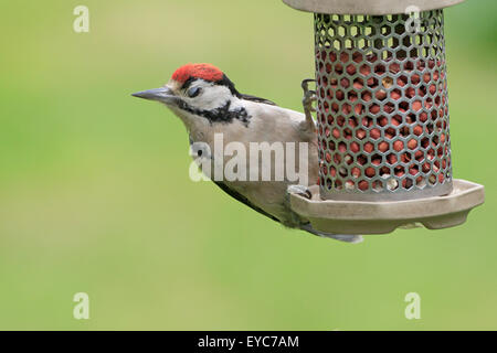 Pic mineur sur la mangeoire pour oiseaux Banque D'Images