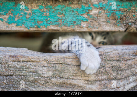 Petite kitty leg à travers le trou de la porte en bois ancien Banque D'Images