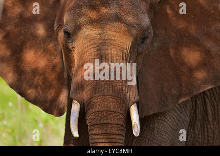 L'éléphant africain (Loxodonta africana), colorés par terre rouge, Kenya, Tsavo Ouest Banque D'Images