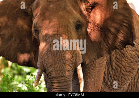 L'éléphant africain (Loxodonta africana), colorés par terre rouge, Kenya, Tsavo Ouest Banque D'Images