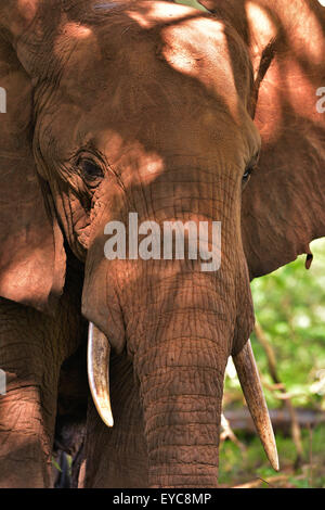 L'éléphant africain (Loxodonta africana), colorés par terre rouge, Kenya, Tsavo Ouest Banque D'Images