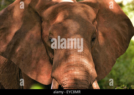 L'éléphant africain (Loxodonta africana), colorés par terre rouge, Kenya, Tsavo Ouest Banque D'Images