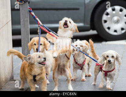 Série d'images montrant des expressions animées les chiens et les réactions qu'ils attendent à l'extérieur de l'atelier du propriétaire. recherche ajd123 pour voir toutes les images. Banque D'Images