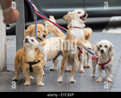 Série d'images montrant des expressions animées les chiens et les réactions qu'ils attendent à l'extérieur de l'atelier du propriétaire. recherche ajd123 pour voir toutes les images. Banque D'Images