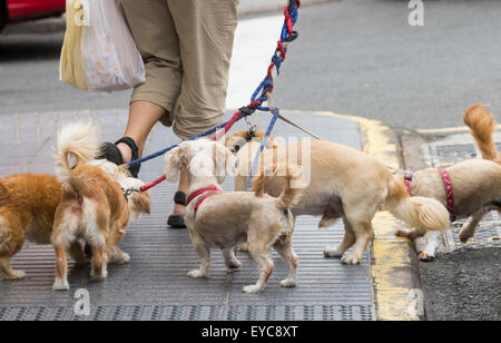 Série d'images montrant des expressions animées les chiens et les réactions qu'ils attendent pour propriétaire en dehors des marchands de journaux. Banque D'Images