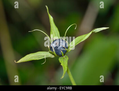 Herb Paris Berry - Paris quadrifolia plante forestiers rares Banque D'Images