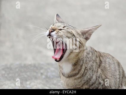 Cat bâillement quand il se sentent tellement ennuyé ou fatigué Banque D'Images