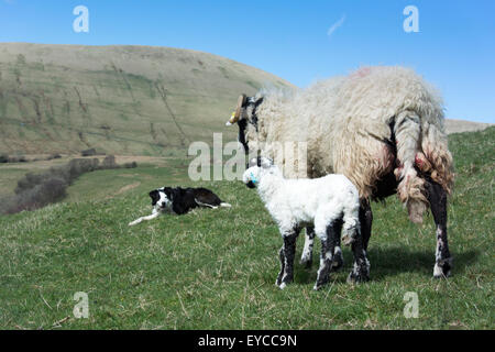 Chien de berger border collie brebis Swaledale regarder et agneau nouveau-né, Cumbria, Royaume-Uni. Banque D'Images