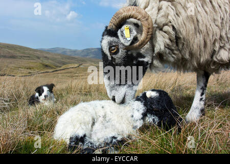 Chien de berger border collie brebis Swaledale regarder et agneau nouveau-né, Cumbria, Royaume-Uni. Banque D'Images