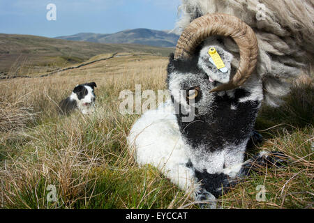 Chien de berger border collie brebis Swaledale regarder et agneau nouveau-né, Cumbria, Royaume-Uni. Banque D'Images