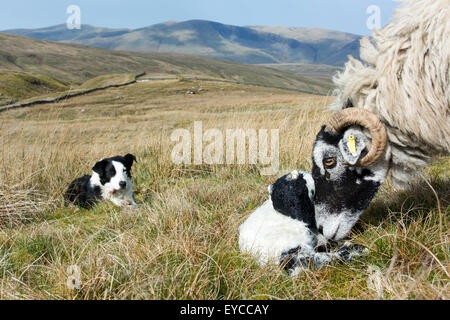 Chien de berger border collie brebis Swaledale regarder et agneau nouveau-né, Cumbria, Royaume-Uni. Banque D'Images