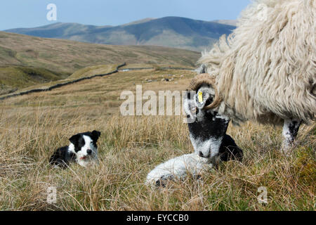 Chien de berger border collie brebis Swaledale regarder et agneau nouveau-né, Cumbria, Royaume-Uni. Banque D'Images