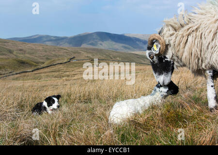 Chien de berger border collie brebis Swaledale regarder et agneau nouveau-né, Cumbria, Royaume-Uni. Banque D'Images