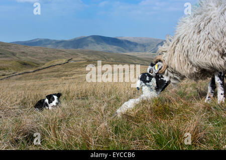 Chien de berger border collie brebis Swaledale regarder et agneau nouveau-né, Cumbria, Royaume-Uni. Banque D'Images