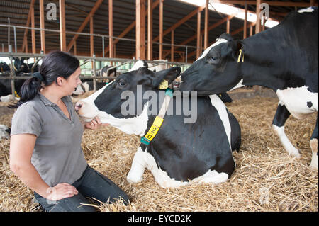 Trebel, Allemagne, Monika Wildt en vaches laitières dans la grange de leur ferme Banque D'Images