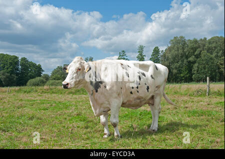 Trebel, Allemagne, une vache laitière de l'Alpage Banque D'Images