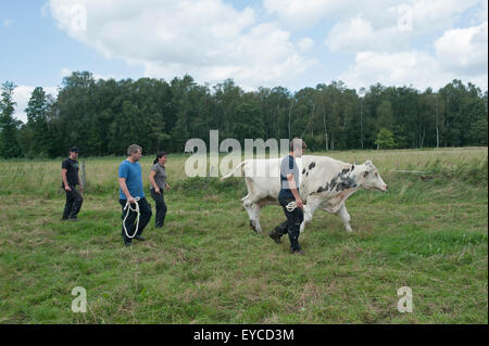 Trebel, Allemagne, une vache laitière est présenté dans les prés Banque D'Images