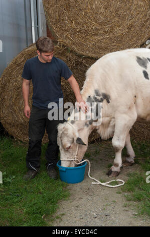 Trebel, Allemagne, une vache laitière en face de bottes de foin Banque D'Images