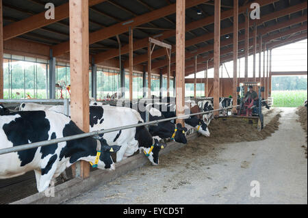 Trebel, Allemagne, les vaches laitières dans le fonctionnement stable de Hintze Banque D'Images