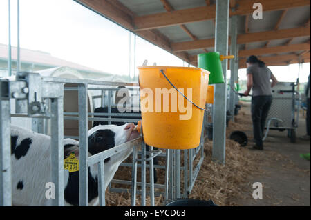 Allemagne, Trebel, Kaelberfuetterung la ferme familiale Hintze Banque D'Images