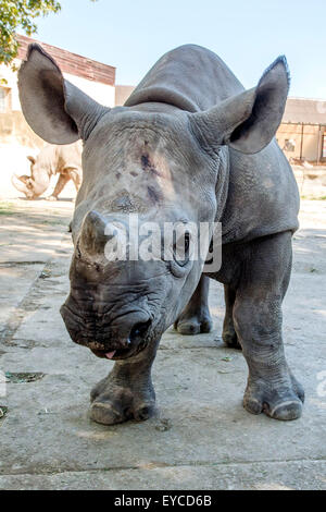 Deux oursons rhinocéros noir ou un crochet-lipped rhinoceros (Diceros bicornis) a Molly et nom de modèle et Josef modérateur Monika Leova et publiciste Michal Horacek Zoo de Dvur Kralove nad Labem, République tchèque, le 26 juillet 2015. Deux rhinoceros sont nés en janvier zoo Dvur Kralove nad Labem cette année. Elles sont en danger critique d'extinction dans la nature sauvage. Dans l'image est rhino cub Josef. (CTK Photo/David Tanecek) Banque D'Images