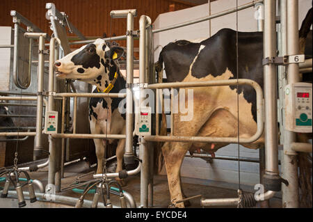 Trebel, Allemagne, les vaches laitières à la ferme familiale dans le salon rotatif Hintze Banque D'Images