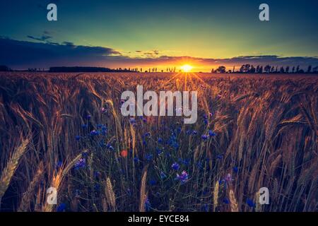 Vintage photo de coucher de soleil sur champ de maïs à l'été. Beaux épis de maïs cultivés en champ d'été au coucher du soleil. Banque D'Images