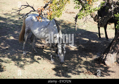 Andalous pure race espagnole cheval sur pâturage sec Banque D'Images