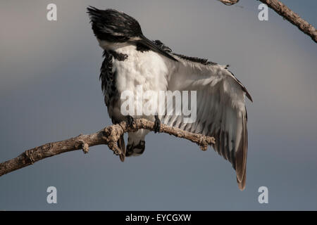 Martin-pêcheur pie (Ceryle rudis) de lissage. Banque D'Images