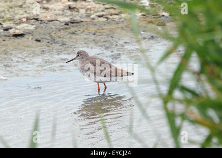 Un chevalier arlequin SUR LA RIVE PORTCHESTER, HANTS PIC MIKE WALKER Banque D'Images