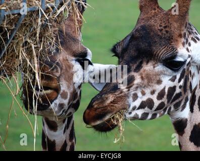 Girafes se nourrissant d'un haut convoyeur au zoo de Marwell, Hampshire, Royaume-Uni. Banque D'Images