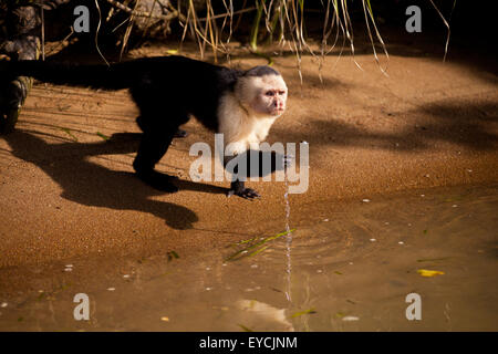 Capuchin à face blanche, imitateur du Cebus, au bord du lac de Gatun, République du Panama. Banque D'Images