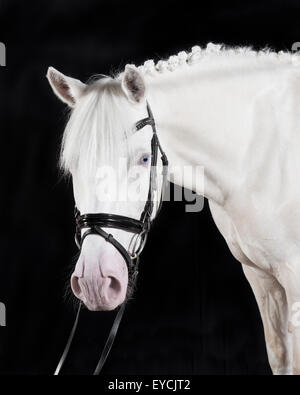 Bride poney blanc allemand sur un fond noir, portrait Banque D'Images